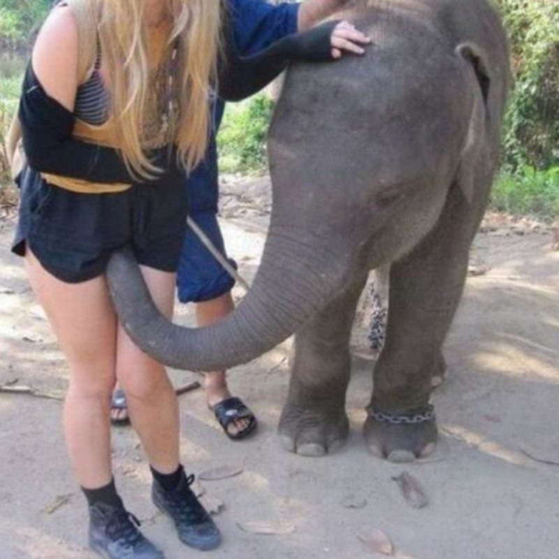 Elephant And Girl Porn